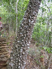 Zanthoxylum leprieurii