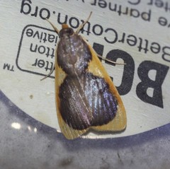 Prooedema inscisalis