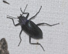 Cyphaleus quadrispinosus