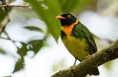 Orange-Breasted Fruiteater photo 2