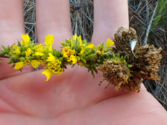 Holocarpha macradenia