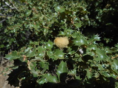 Heteroecus dasydactyli