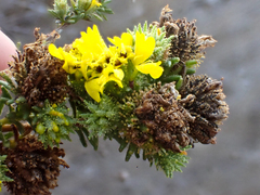 Holocarpha macradenia