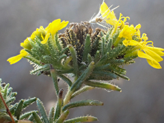 Holocarpha macradenia