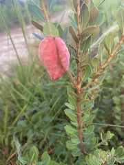 Exobasidium ferrugineae