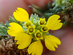 Holocarpha macradenia