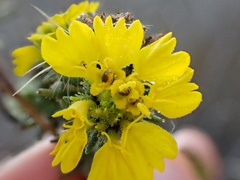 Holocarpha macradenia