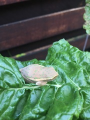 Hyperolius semidiscus