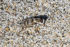 Thereva niveipennis