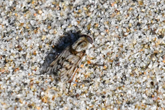 Thereva niveipennis