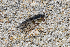 Thereva niveipennis