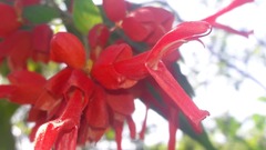 Salvia sessei