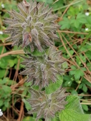 Salvia clinopodioides