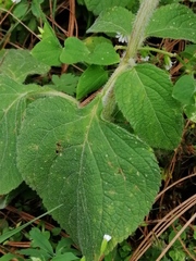 Salvia clinopodioides