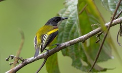 Golden-Winged Tody-Flycatcher photo 1