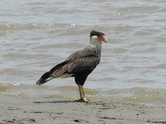 Caracara