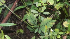 Mimosa caerulea