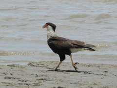 Caracara