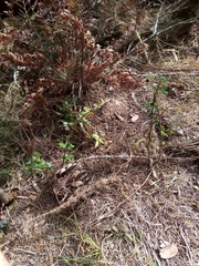 Cotoneaster hjelmqvistii