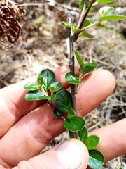 Cotoneaster hjelmqvistii