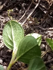 Cotoneaster hjelmqvistii