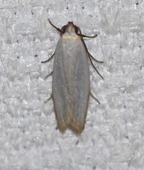 Scieropepla polyxesta