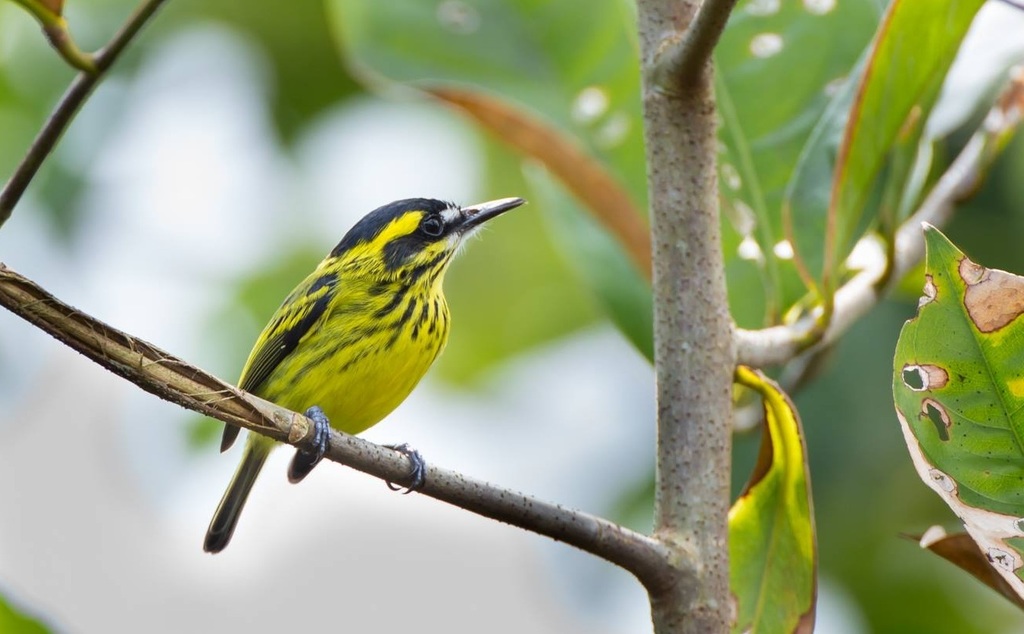 Yellow-browed Tody-Flycatcher photo