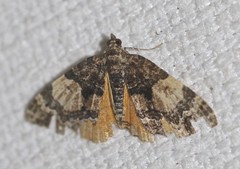 Chrysolarentia phaedra