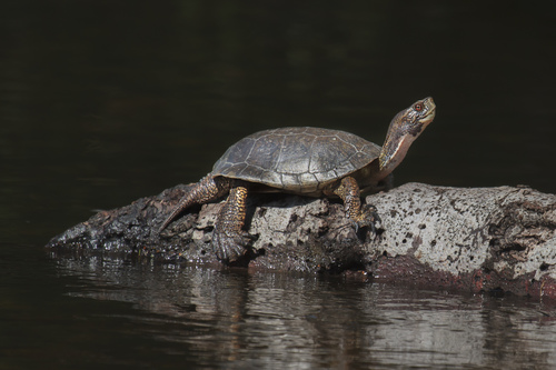 Northwestern Pond Turtle