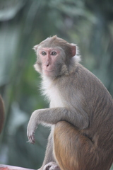 Macaca mulatta