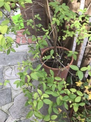 Angiospermae