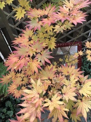 Acer palmatum