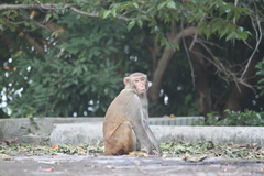 Macaca mulatta