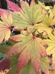 Acer palmatum