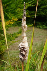 Typha shuttleworthii