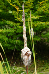 Typha shuttleworthii