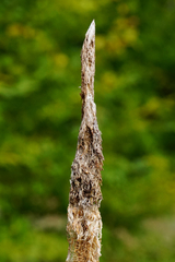 Typha shuttleworthii