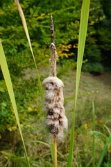 Typha shuttleworthii
