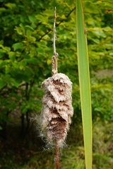 Typha shuttleworthii