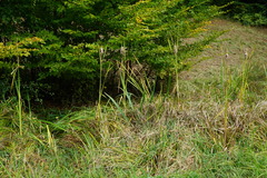 Typha shuttleworthii