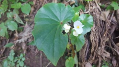 Begonia barkleyana