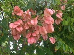 Koelreuteria bipinnata integrifoliola