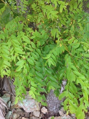Koelreuteria bipinnata integrifoliola