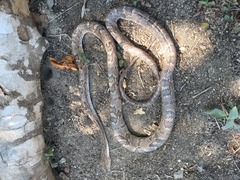 Trimorphodon biscutatus