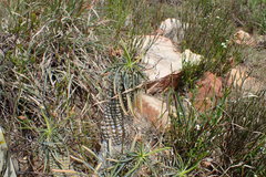 Euphorbia clava