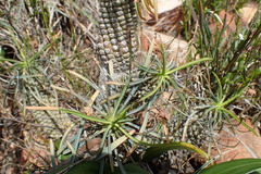Euphorbia clava