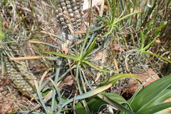 Euphorbia clava