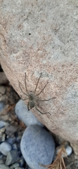 Pardosa steva
