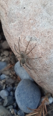 Pardosa steva
