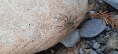 Pardosa steva